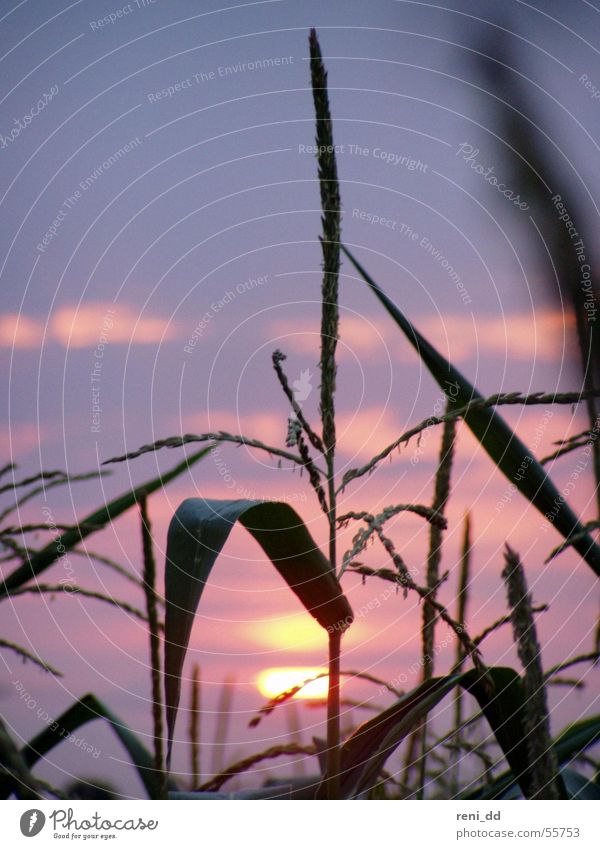 ein bett im maisfeld Feld Gras Sonnenuntergang rosa Romantik Sommer lau Licht Mais Himmel blau Natur Lichtblick