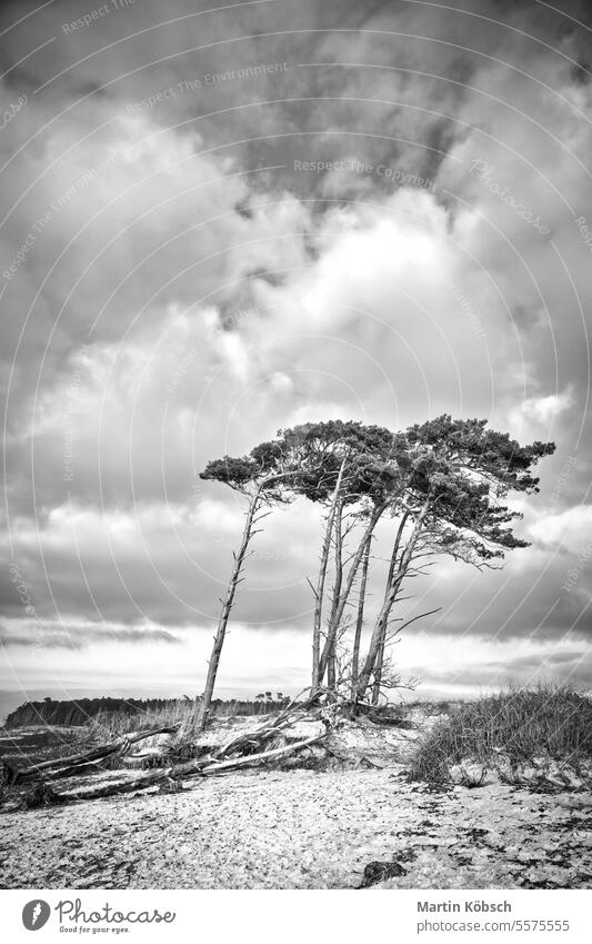 Weststrand an der Ostsee in schwarz-weiß. schiefe Kiefern am Strand Küste Naturschutzgebiet Sandstrand Baum Wind Himmel natürlich Schräglage Wald Landschaft