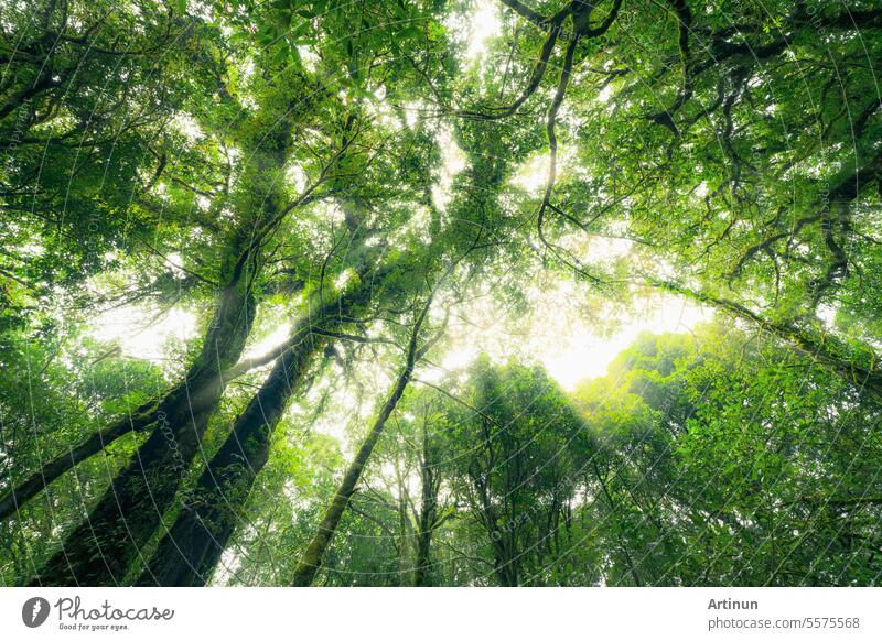 Blick nach oben Blick auf Baumstamm auf grüne Blätter des Baumes im Wald mit Sonnenlicht. Frische Umgebung im grünen Wald. Waldbaum an einem sonnigen Tag. Natürliche Kohlenstoffbindung. Nachhaltige Erhaltung und Ökologie