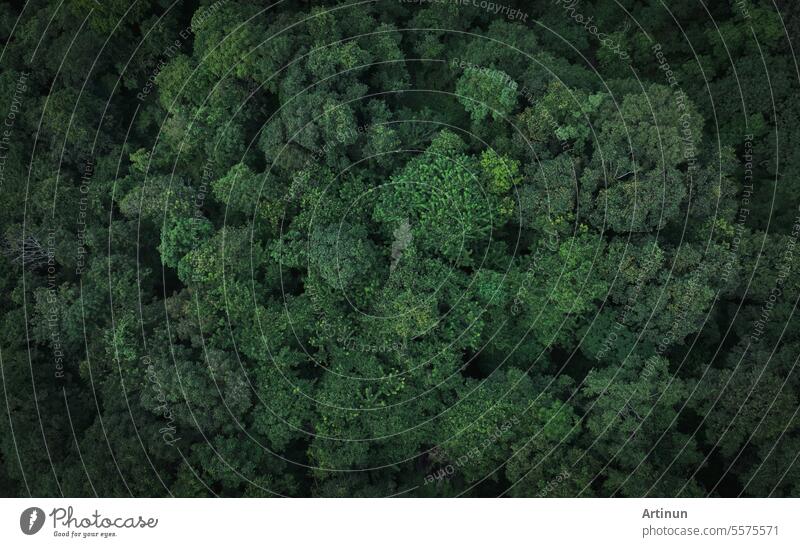 Luftaufnahme von grünen Bäumen im Wald. Drone Blick auf dichten grünen Baum fängt CO2. Grüner Baum Natur Hintergrund für Kohlenstoff-Neutralität und Netto-Null-Emissionen-Konzept. Nachhaltige grüne Umwelt.