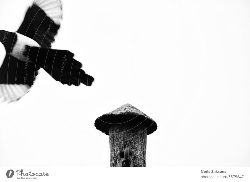 Holzmast und wegfliegende Elster Tier Kunst Hintergrund schön Schönheit Vogel schwarz schwarz auf weiß Tag Design Elektrizität allein fliegen allein fliegend