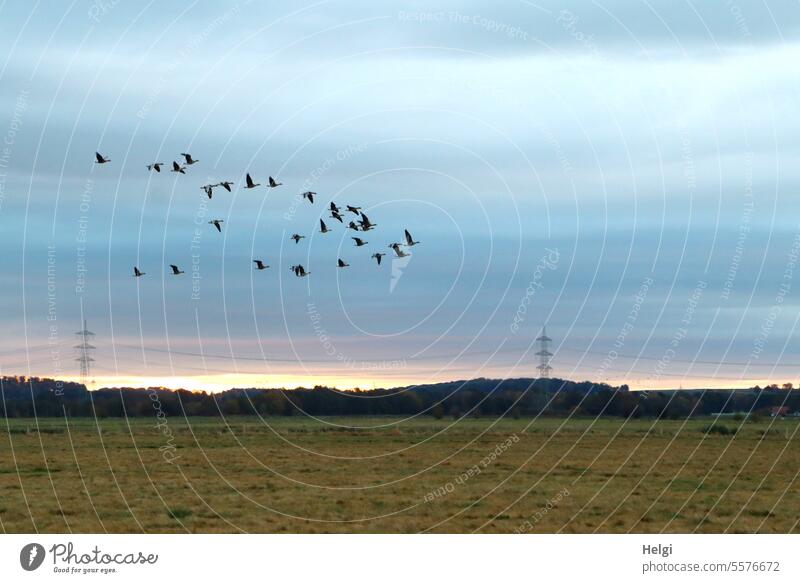 Herbstzeit | fliegende Wildgänse am frühen Morgen Gänse Schwarm Vogelschwarm Wiese Moor Ochsenmoor morgens Sonnenaufgang Himmel Licht Schatten Strommast