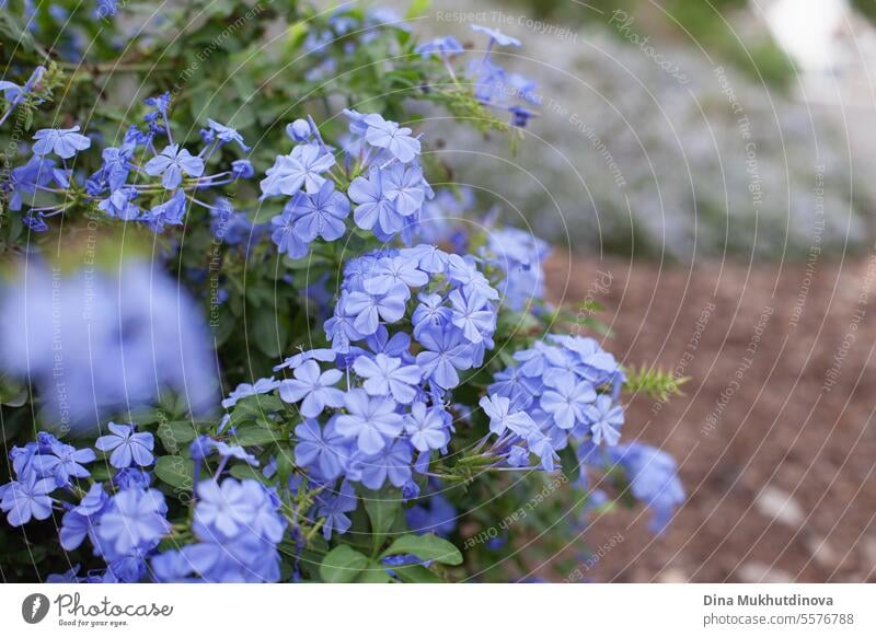 Blauer Jasmin (Plumbago) blüht in der Stadt im Blumenbeet. Frühlingssaison, Ostern floral Hintergrund kopieren Raum rechts. Bleiwurz Dekoration & Verzierung