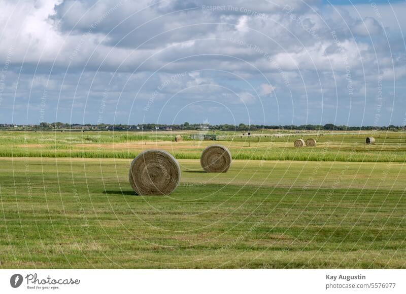 Strohballen in runder Form auf einer Weidefläche Landwirtschaft Grassilage Ballen Rundballen Quaderballen Heuballen Landschaften Insel Sylt Norddeutschland