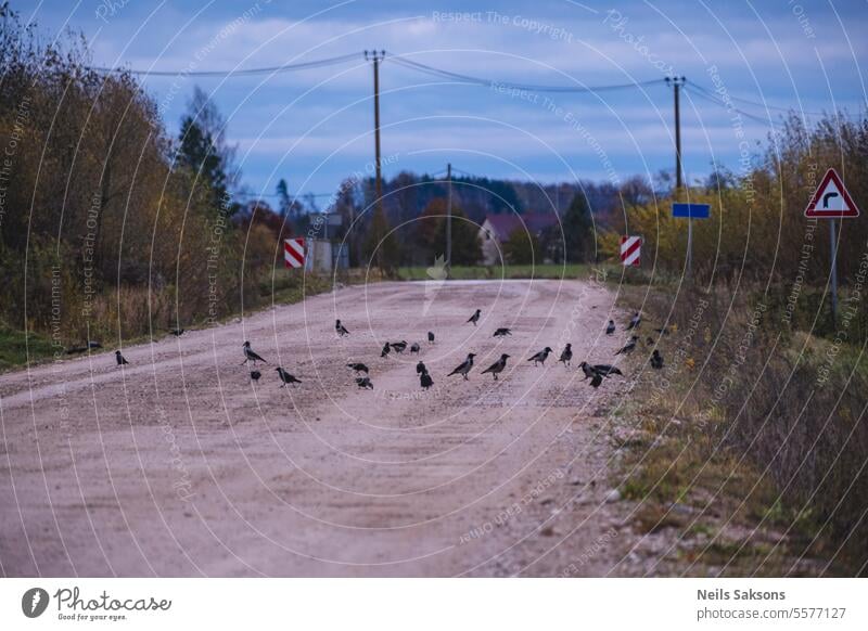Rabenvogelschwarm auf Landstraße Tier Herbst Schnabel Vogel Vögel schwarz farbig farbenfroh krautig Landschaft Krähe Umwelt Europa fallen Feder Federn Flora