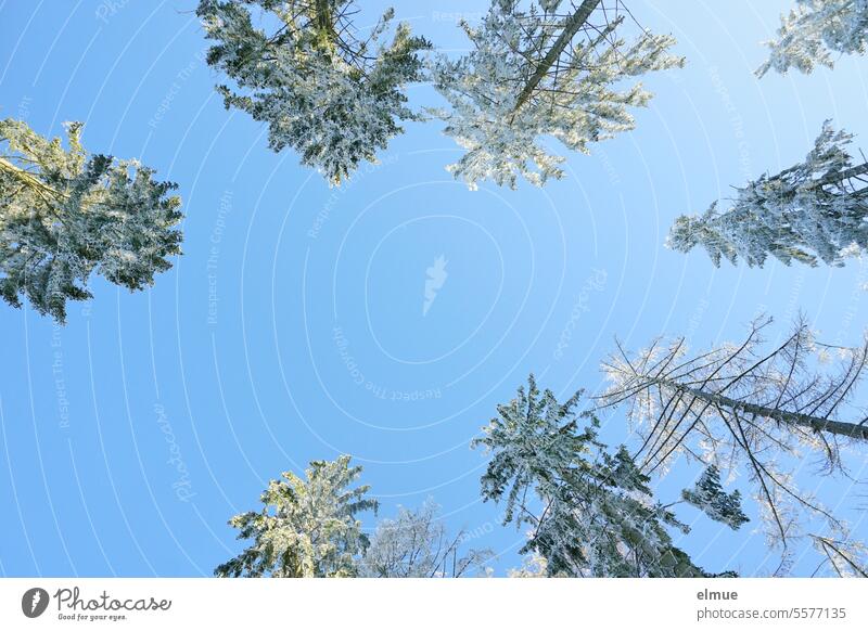Blick nach oben auf verschneite Nadelbaumkronen vor blauem Himmel Winter Baumkrone Schnee Froschperspektive Klima Frost Wintertag Blog Winterstimmung Kälte weiß
