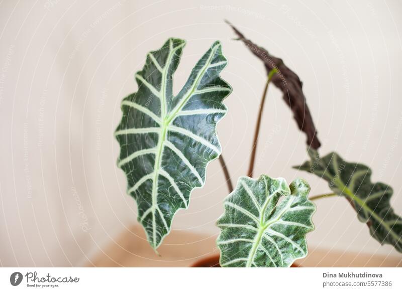 exotische grünpflanze alocasia mit üppigen blättern zu hause mit kopierraum. indoor gardening hobby. Blätter Pflanze Hobby urban Dschungel üppig (Wuchs) Blatt