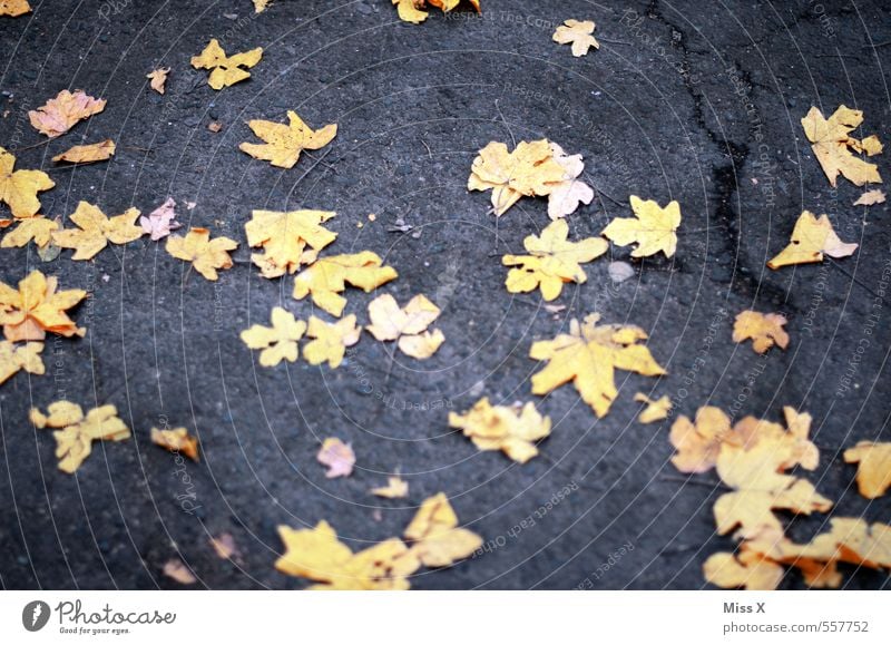 gelbe Sterne Natur Herbst Blatt Straße Wege & Pfade Stern (Symbol) Ahornblatt Herbstlaub Herbstfärbung herbstlich Boden liegen Sternenhimmel Farbfoto mehrfarbig