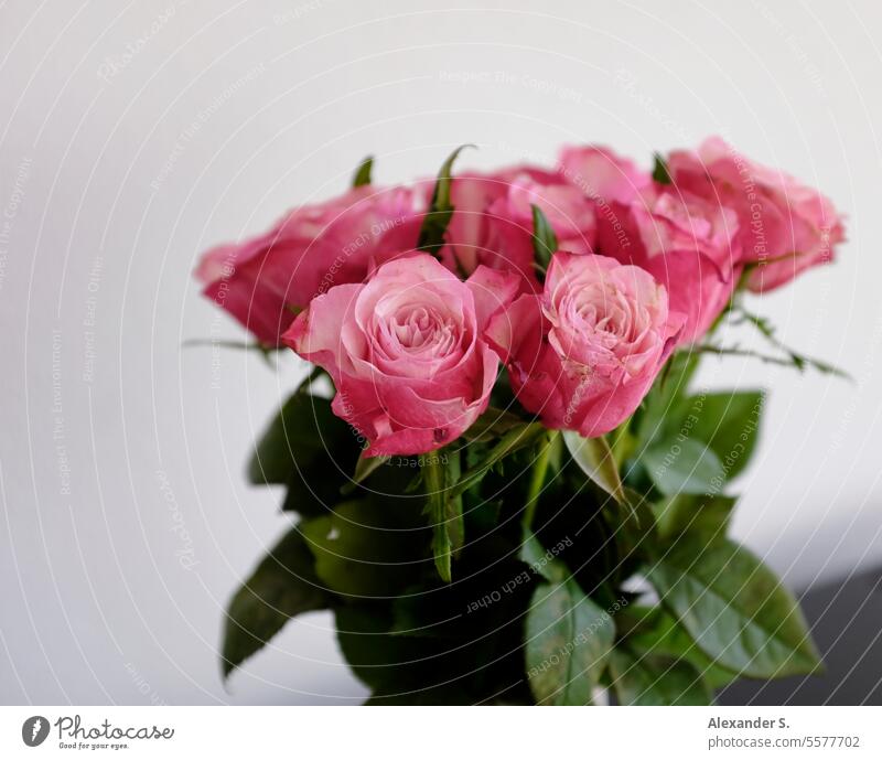 Ein Strauß rosa Rosen Blumenstrauß Rosenblüte Rosenblüten Rosenstrauß Blüte Dekoration & Verzierung Geschenk Pflanze Romantik romantisch Valentinstag