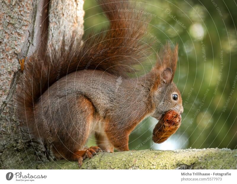 Eichhörnchen mit einem Tannenzapfen im Maul Sciurus vulgaris Tiergesicht Kopf Auge Nase Ohr Schwanz Pfoten Krallen Fell Nagetiere knabbern fressen Ernährung