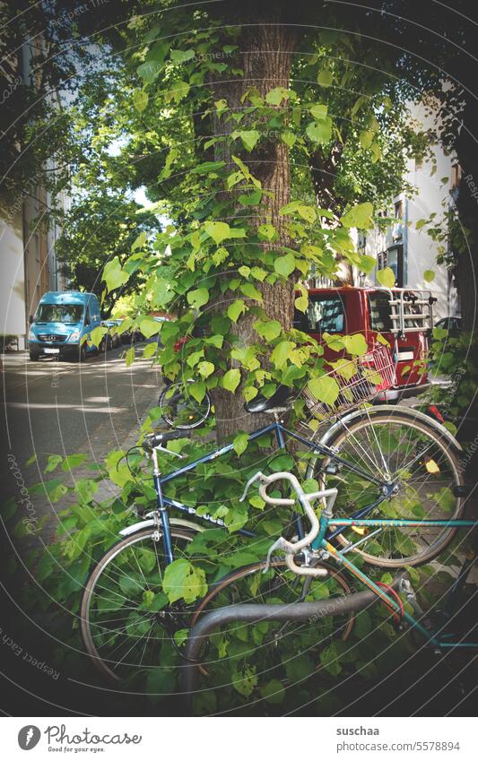fahrradabstellplatz Fahrrad Stadt urban Baum Baumstamm abstellen verkeilt vergessen Straße Reifen parken Verkehrsmittel Fahrradfahren Rad Mobilität