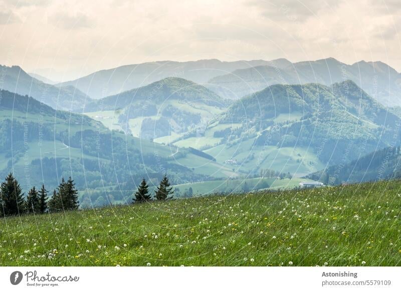 Aussicht vom Glasenberg, Österreich Natur Landschaft Berge Alpen Wiese Blumenwiese Bäume Gras hoch grün Himmel Weiden Berge u. Gebirge Außenaufnahme wandern