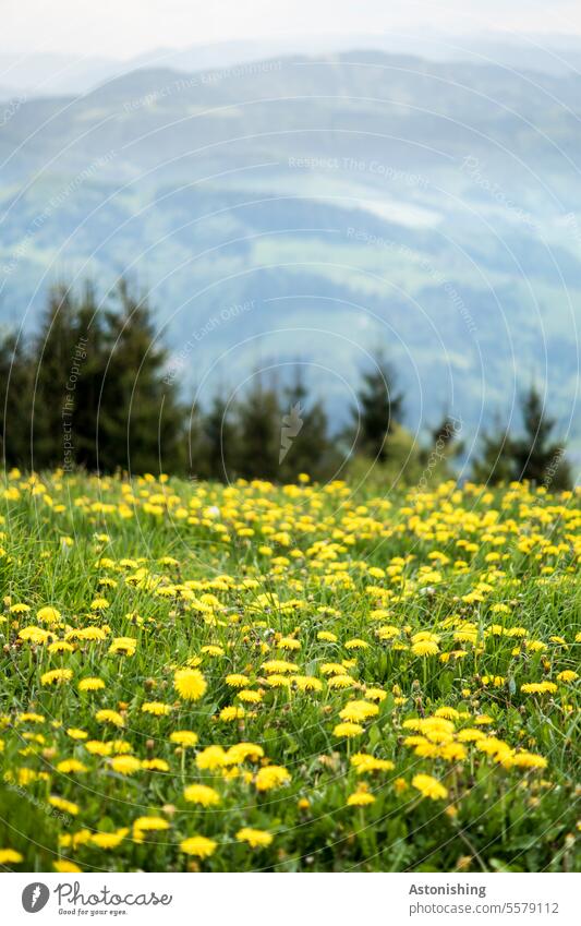 Löwenzahnwiese im Gebirge Natur Wiese Blumen Gelb Landschaft grün Gräser Berg Idylle Aussicht gelb Gras Blüte Sommer Umwelt Pflanze Blumenwiese Wiesenblume
