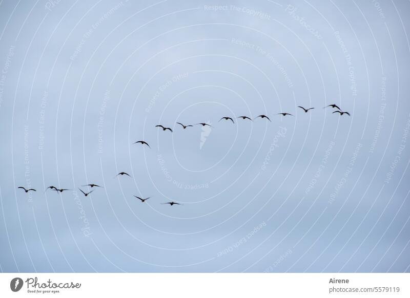 Herbstzeit | da gibt es günstige Pauschalreisen in den Süden Vogelschwarm Schwarm Ferne Weite Vögel Vogelparadies Flug Vogelflug Tiergruppe fliegen Bewegung