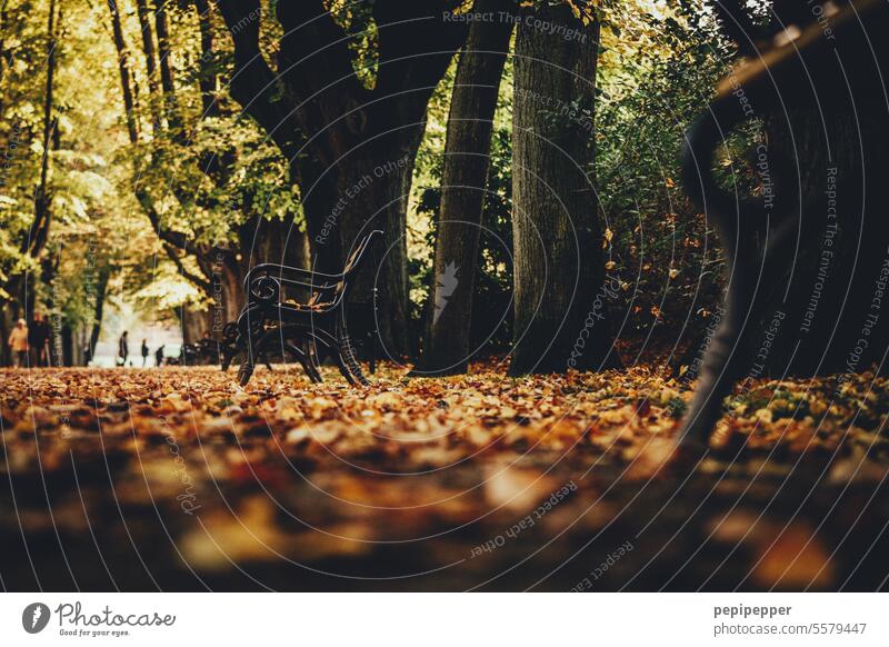 Herbstlicher Park mit Parkbänken, in Froschperspektive fotografiert Herbst des Lebens herbstlich Herbstlaub Herbstfärbung Herbstbeginn Herbstwetter Herbstwald