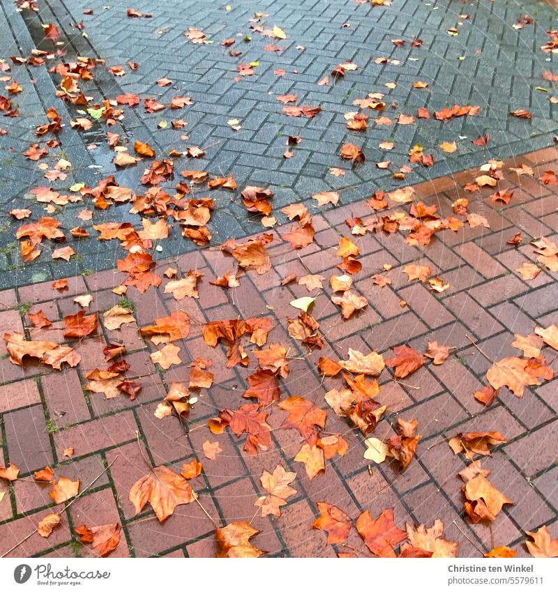 nasses rutschiges Herbstlaub liegt auf der Straße nasses Laub nasse Blätter Rutschgefahr Regenwetter herbstlich Herbstfärbung Natur Jahreszeiten Herbststimmung