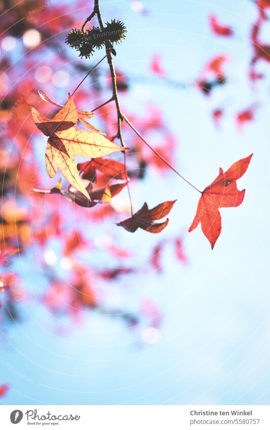wenn es Herbst ist Herbstfärbung Herbstlaub bunte Blätter Blick nach oben Zweige Zweige u. Äste filigran Jahreszeiten Pflanze Natur herbstlich