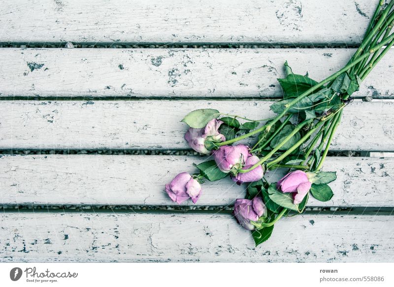 vergessen Rose violett rosa Liebe Romantik Enttäuschung Einsamkeit Partnerschaft Vergänglichkeit ausgebleicht Tod alt Blumenstrauß weiß Sterbebegleitung