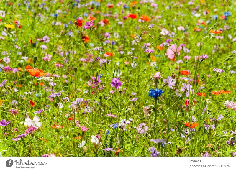 Sommerwiese Blumenwiese Wiese sommerlich nachhaltig Umwelt schön bunt Wildblumen Natur Pflanze Wiesenblume Blühend Wachstum Duft