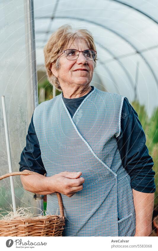 Sehr alte Frau arbeitet in ihrem Gewächshaus und baut Tomaten an. Hobbys für ältere Menschen Konzept. Ernten Landwirtschaft knittern Rentnerin