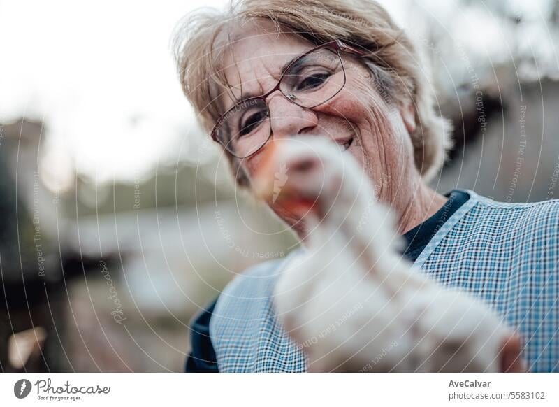 Ältere Frau arbeitet auf einem Bauernhof und füttert Hühner. Ländliche Arbeit, Älterer Bauer Person lächelnd in die Kamera Ernten Gewächshaus Landwirtschaft