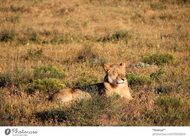 zufriedene Löwin Löwe Raubkatze Großkatze Raubtier Katze Tier Tierporträt Wildtier Natur Tierwelt Wildnis Steppe Busch Grasland Afrikanischer Busch Sonne