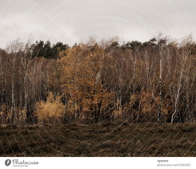Birken und Nadelbäume im Herbst in einem Moor Betula herbstlich Herbstlaub Herbstblätter zart Herbstfärbung Natur Blatt gelb Baum Herbstbeginn Herbststimmung
