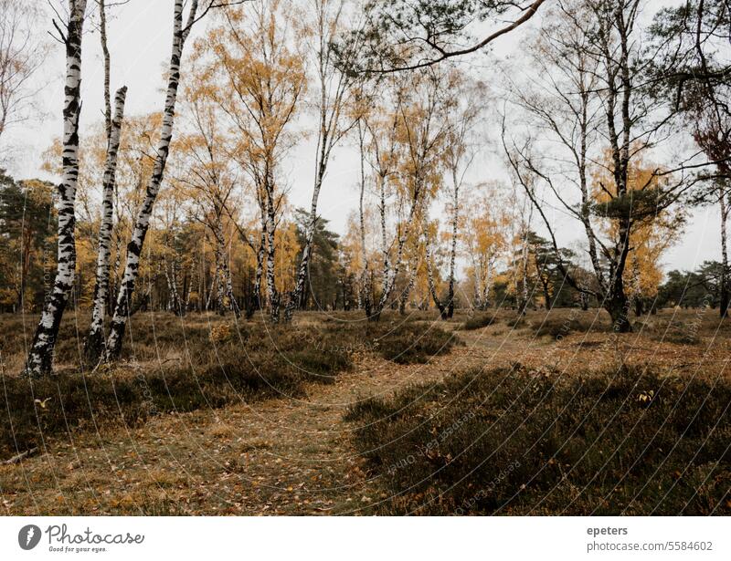 Ein Weg und Birken in Herbstfärbung in einem Moor Betula hängend herbstlich Herbstlaub Herbstblätter zart Natur Blatt gelb Baum Herbstbeginn Herbststimmung