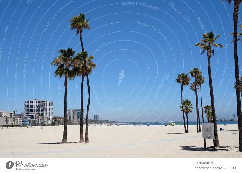 Palmen am Long Beach, Los Angeles, Kalifornien Strand blau Blauer Himmel Küste Landschaft Sand Sommer Westküste weißer Sand USA Pazifik Meer