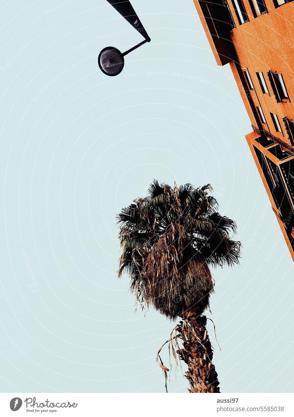Palm springts Palme mediterran Menschenleer Pflanze Süden Außenaufnahme Ferien & Urlaub & Reisen Himmel Spanien Perspektive Beleuchtung Architektur Flair Haus