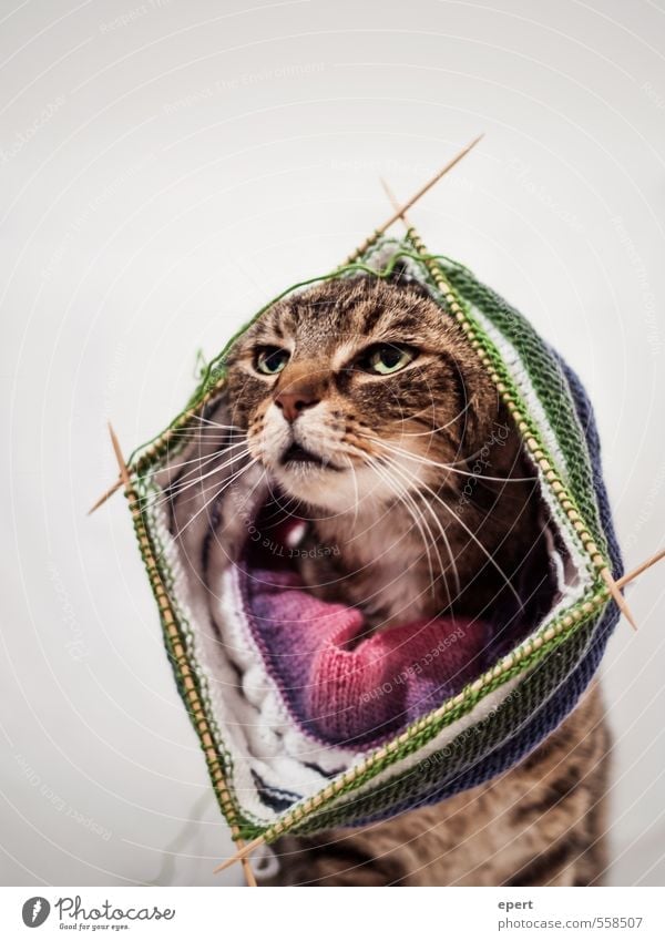 Chic in Strick Lifestyle Freizeit & Hobby stricken häkeln Kunst Mode Bekleidung Mütze Kopftuch Tier Haustier Katze 1 Wolle Stricknadel ästhetisch elegant
