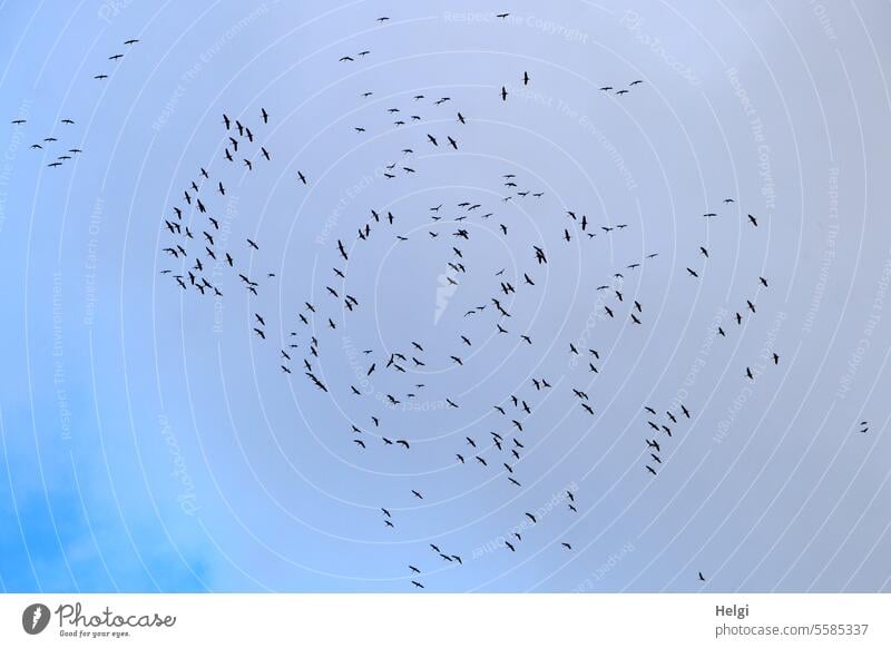 Versammlung der Kraniche am Himmel Zugvögel Vogelzug Herbst viele Vogelschwarm sortieren fliegen Wolken hoch oben Luft Vögel Freiheit Wildtier frei Vogelflug