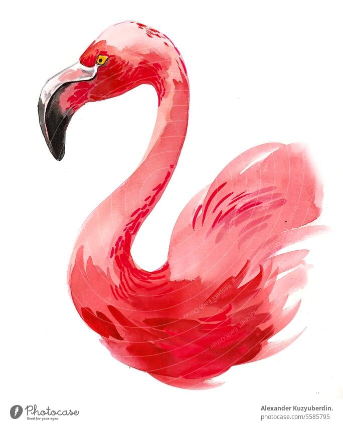 Rosa Flamingo. Handgezeichnete Aquarellillustration Afrika Afrikanisch Schnabel groß Karikatur Cartoon Flamingo Charakter heiter Mollige Mädchen Zeichnungen