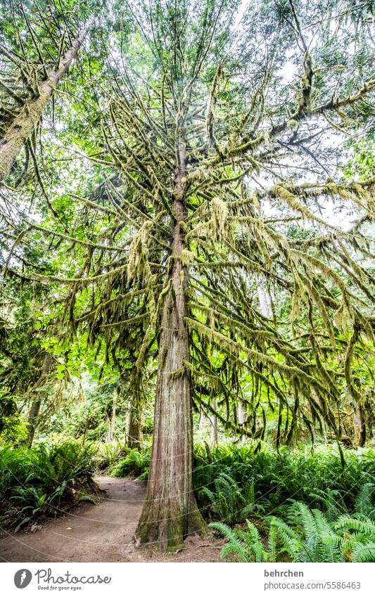 baumgeschichten Umwelt British Columbia Landschaft Natur fantastisch Nordamerika Bäume Wald Kanada Vancouver Island grün Klima Klimawandel Umweltschutz