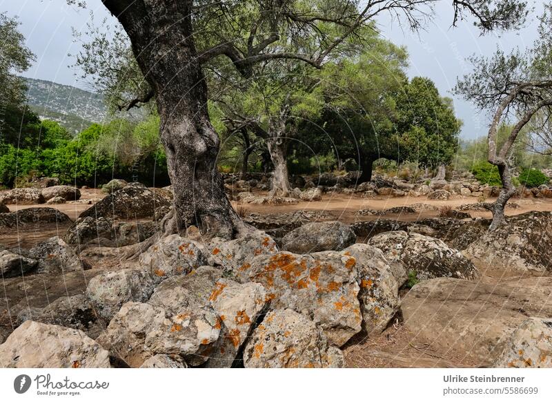 Altopiano del Golgo, Gebirgslandschaft auf Sardinien Altopiano di Golgo As Piscinas Olivenbäume Gebirge Felsen Steine Felsbrocken Landschaft Wildnis Monolith