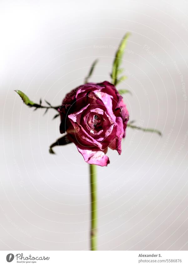 Welkende rosa Rosenblüte vor weißer Wand Blume Blüte Nahaufnahme Schwache Tiefenschärfe Romantik welken welke Blüte Vergänglichkeit vergänglich