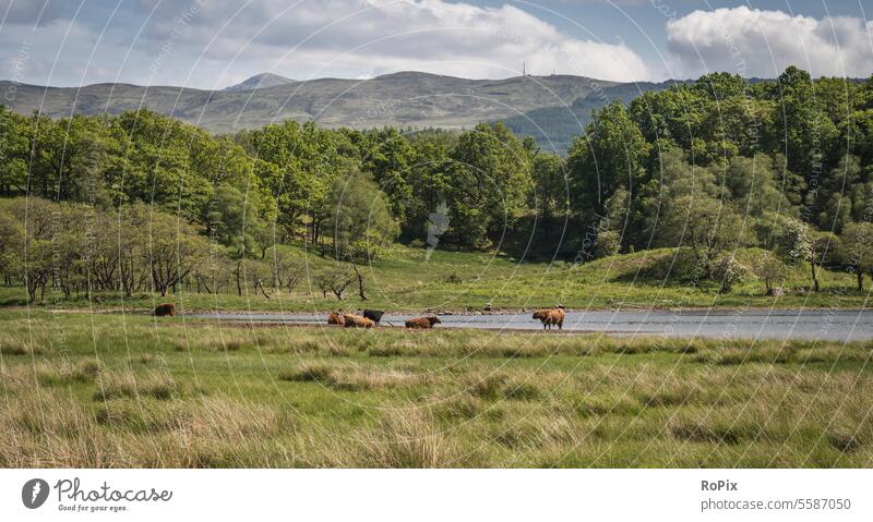 Eine Herde Hochlandrinder in den western highlands. Landschaft Küste Schottland scotland Steilküste England landscape Meer Nordsee Naturschutzgebiet