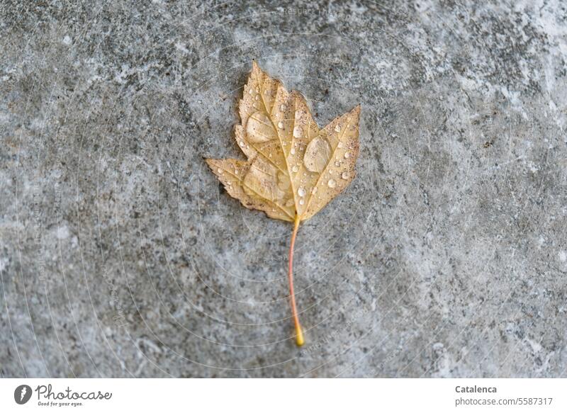 Regentropfen auf einem Ahornblatt im Herbst Flora Natur Jahreszeit Wandel & Veränderung Pflanze Blatt Baum welk Gelb Grau Tropfen Nass Tag Tageslicht