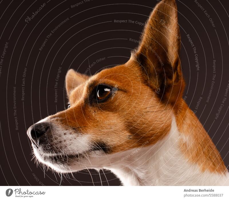 Niedlicher junger Jack Russell Terrier auf einem dunklen Studiohintergrund Jungtier jack russell Freude Fröhlichkeit aufbewahren Liebe