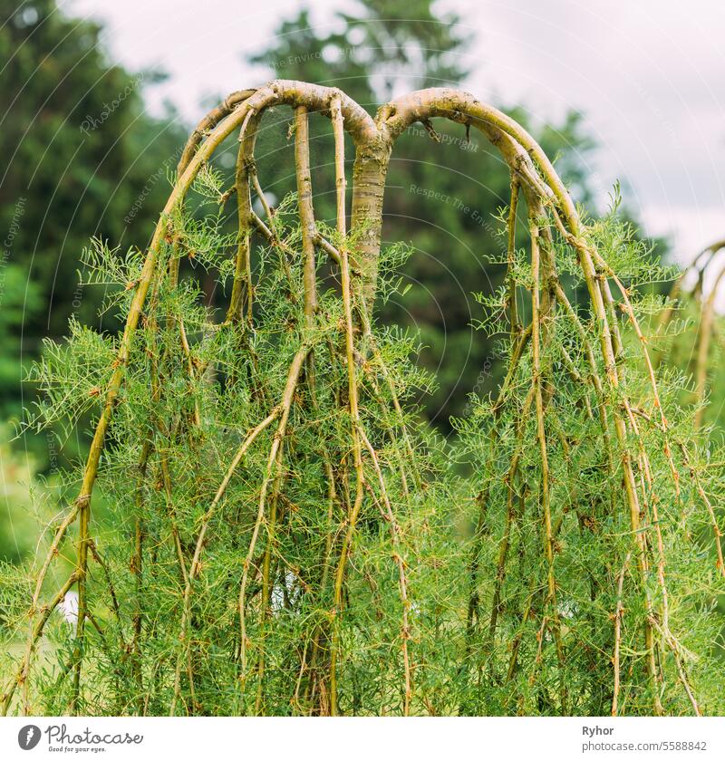 Nahaufnahme eines ungewöhnlich kleinen Erbsenbaums. Caragana Arborescens Lam. Pendula. Sibirischer Erbsenstrauch, Sibirischer Erbsenbaum ist eine Hülsenfruchtart, die in Sibirien, der Mongolei und Kasachstan heimisch ist.