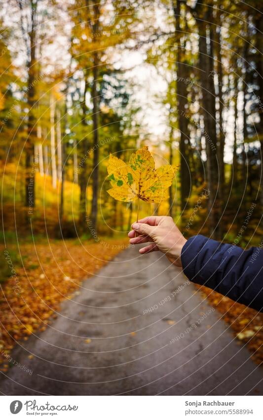 Ein Mann hält ein gelbes Ahornblatt vor einer Straße im Wald Blatt Herbst halten Natur herbstlich Jahreszeiten Herbstwald Herbststimmung Herbstwetter Blätter