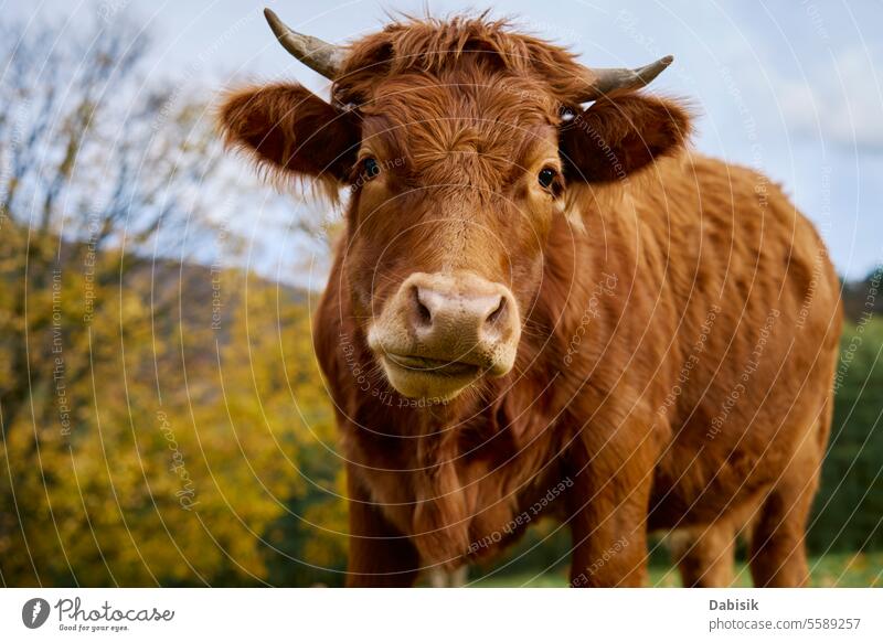Braune Kuh grasend auf einem Feld mit grünem Gras Natur Trikot Weidenutzung braun melken Tier Herde Zucht Landschaft Bauernhof Umwelt Säugetier Wiese Grasland