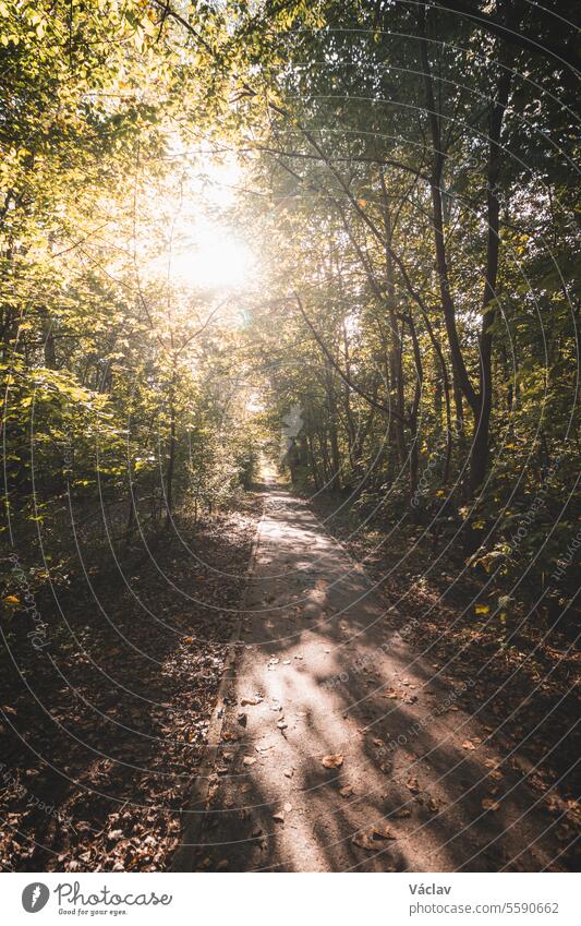 Wald in einer Sanddünenlandschaft an der Westküste Belgiens. Ein Spaziergang durch eine trockene und abwechslungsreiche Natur. Die Sonne erhellt die Wildnis