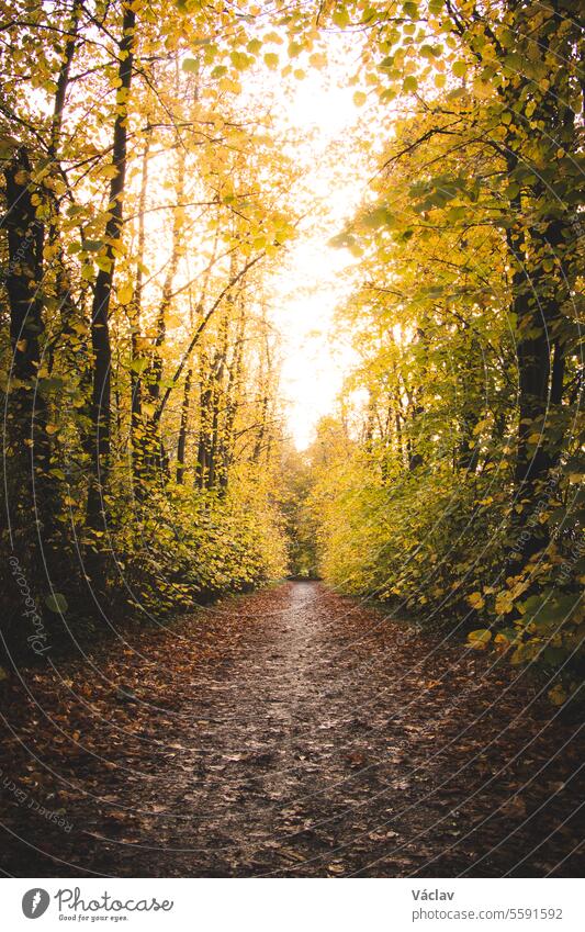 Gelb-orangefarbene, belaubte Allee um einen Fußweg im Gebiet Gent-Brugge im Osten von Gent, Belgien. Herbstsaison im November fließend wandern Herr panoramisch