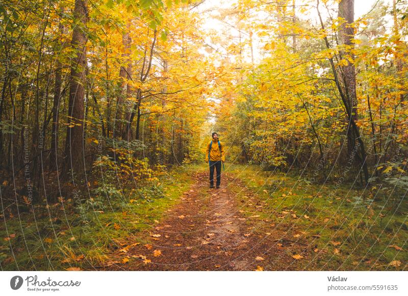 Rucksacktourist wandert durch den bunten Herbstwald im Nationalpark Hoge Kempen in Ostbelgien. Wildnis in Flandern im November junger Erwachsener laufen rau