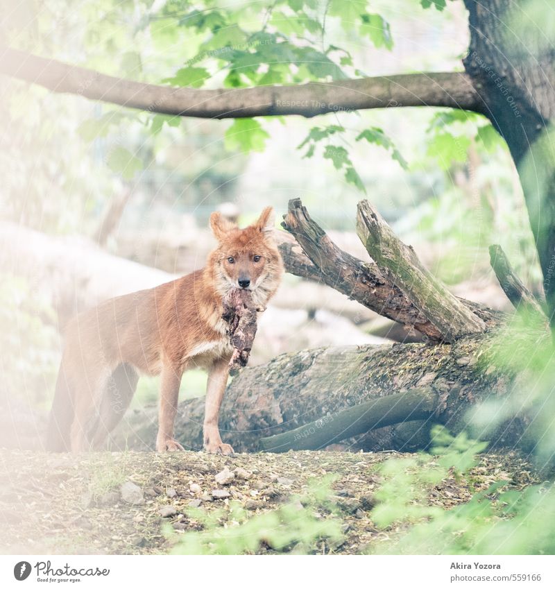 [222] Beute Natur Sommer Pflanze Baum Blatt Wildtier Hund 1 Tier entdecken Essen fangen Fressen Jagd Blick wild braun grün orange weiß Appetit & Hunger Erfolg