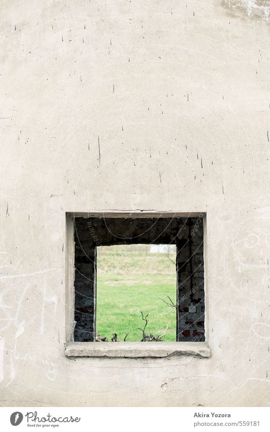 Ausblick ins Grüne Natur Wiese Haus Gebäude Mauer Wand Fenster beobachten entdecken Wachstum Häusliches Leben alt trist braun grau grün Einsamkeit