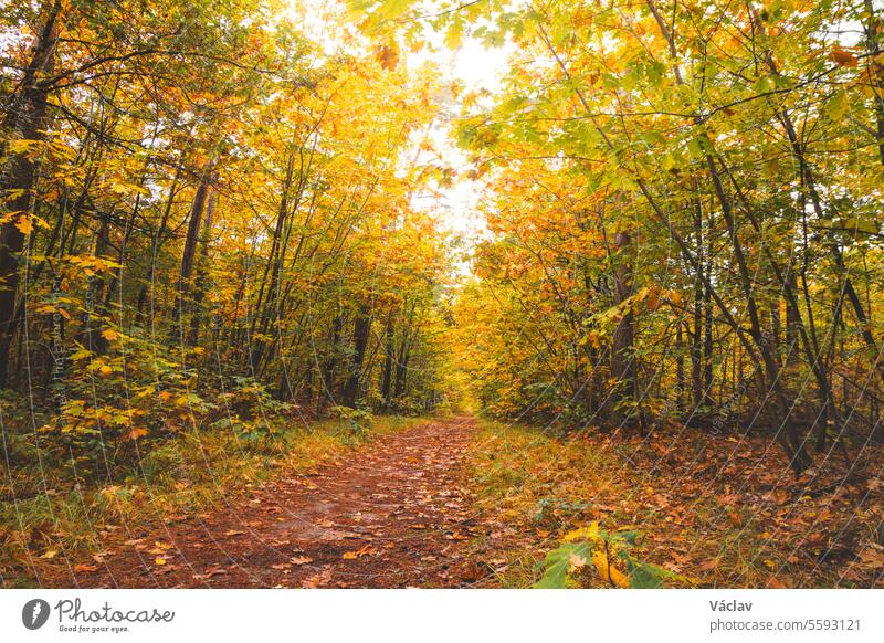 Bunter Herbstwald im Nationalpark Hoge Kempen, Ostbelgien, bei Sonnenuntergang. Ein Spaziergang durch die Wildnis in der Region Flandern im November