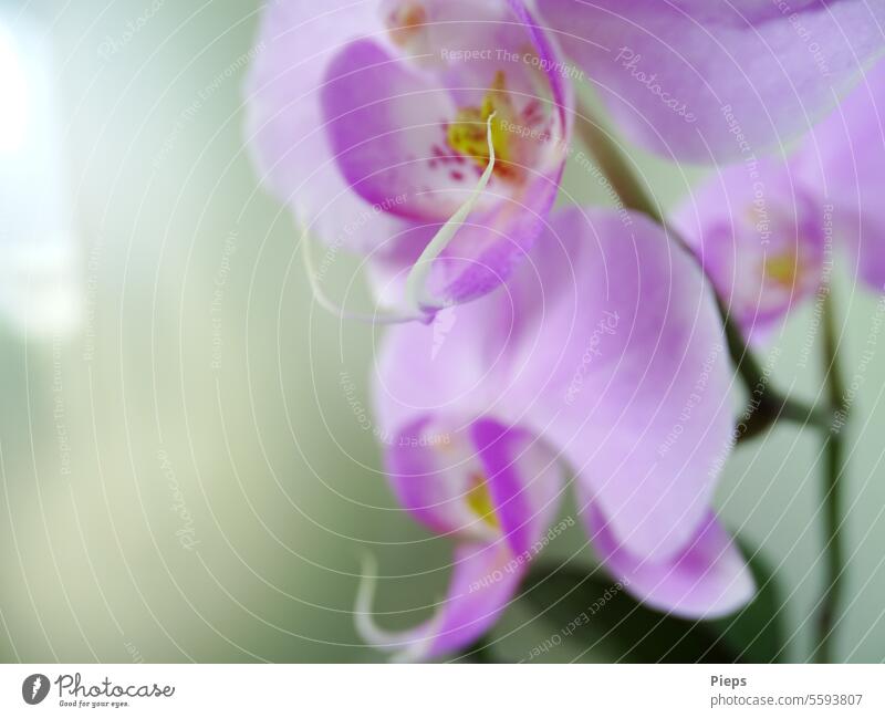 Rosa Blüten einer Schmetterlingsorchidee (Phalaenopsis) Orchideenblüte exotisch Geschenk blühende Blumen Topfpflanze frisch Unschärfe im Hintergrund Floristik