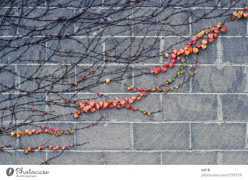 Blutspur Natur Pflanze Herbst Blatt Mauer Wand alt natürlich Leidenschaft Liebe Herbstlaub herbstlich Herbstfärbung Betonwand Geäst Efeu diagonal Klettern
